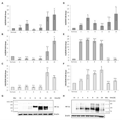 Human Red Blood Cells Modulate Cytokine Expression in Monocytes/Macrophages Under Anoxic Conditions